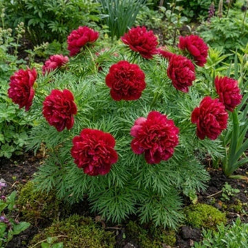Double Flowering Fernleaf Peony Seeds