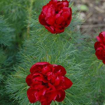 Double Flowering Fernleaf Peony Seeds - Flower Plant 