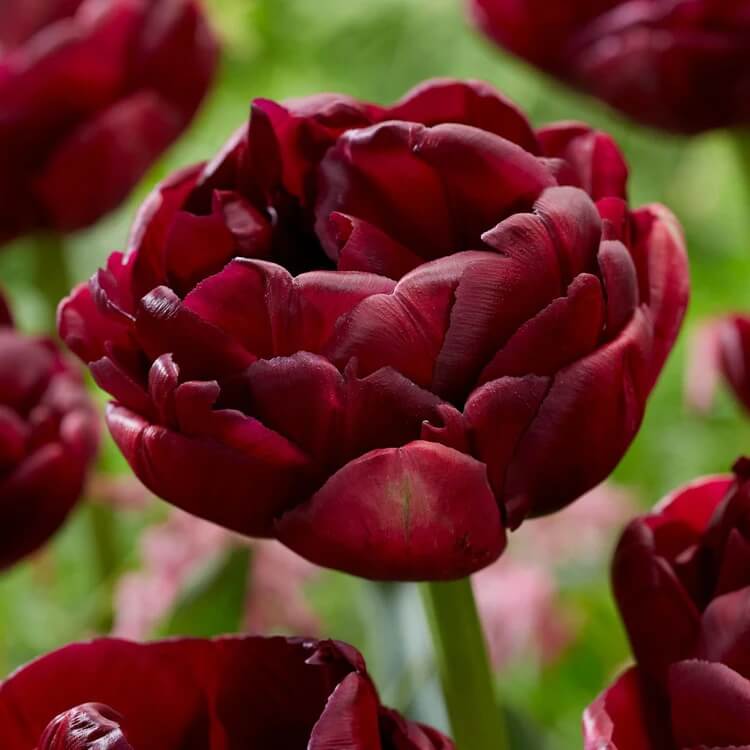 Double Late Tulip Seeds - Flower Plant