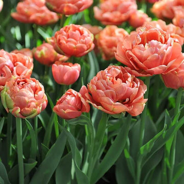 Double Late Tulip Seeds - Flower Plant