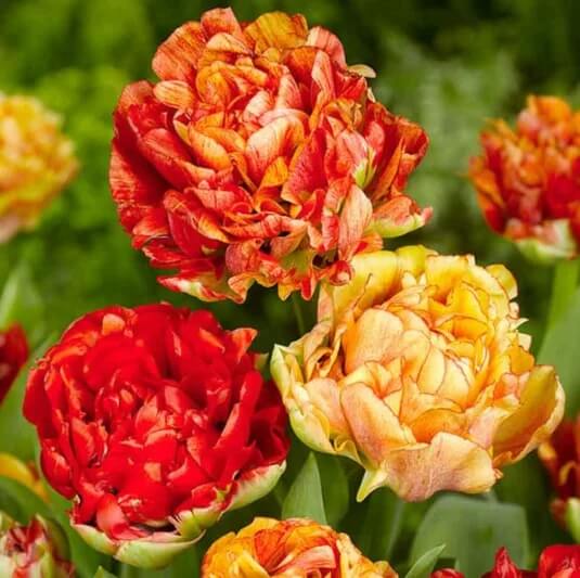 Double Late Tulip Seeds - Flower Plant