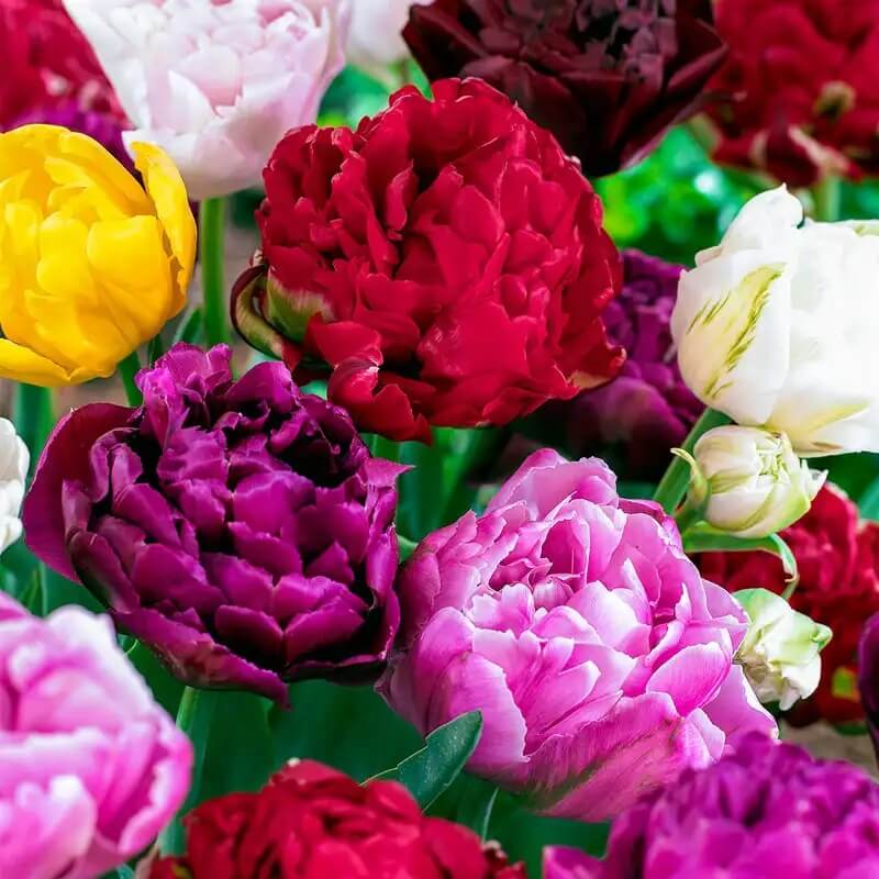 Double Late Tulip Seeds - Flower Plant