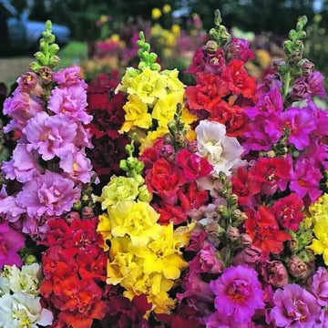 Double Mix Snapdragon Seeds - Flower Plant