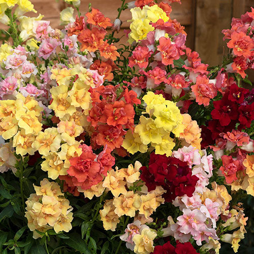 Double Mix Snapdragon Seeds - Flower Plant