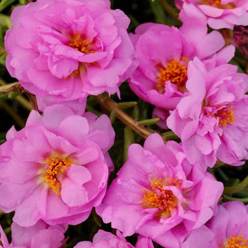Double Moss Rose Seeds - Flower Plant