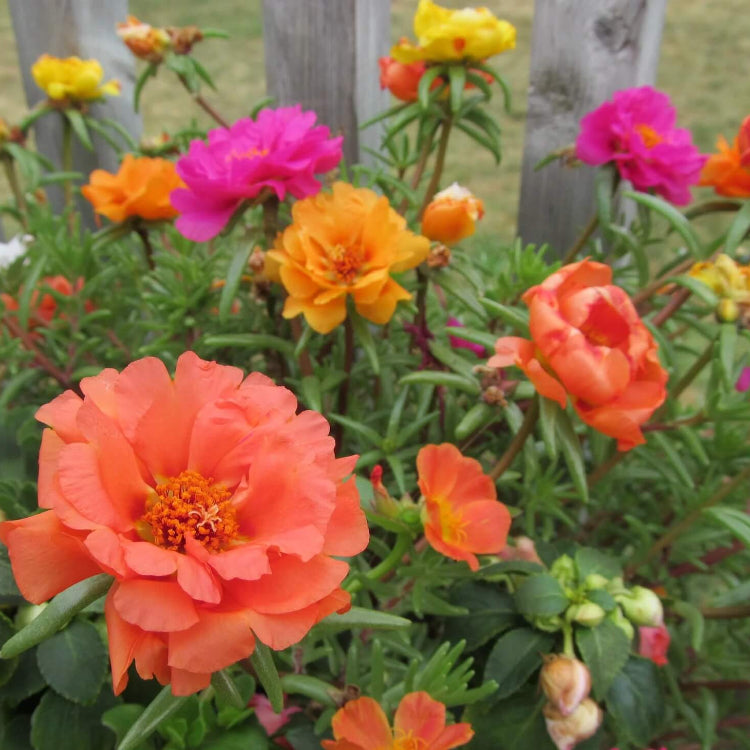 Double Moss Rose Seeds - Flower Plant