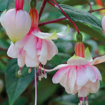Double Petals Fuchsia Seeds