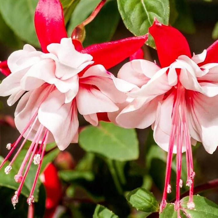 Double Petals Fuchsia Seeds