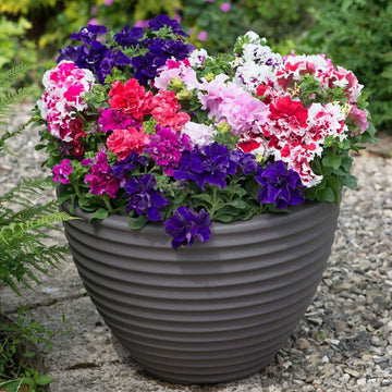 Double Petunia Petunia Seeds