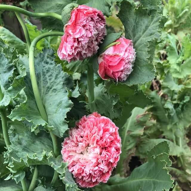 Double Poppy Seeds - Flower Plant