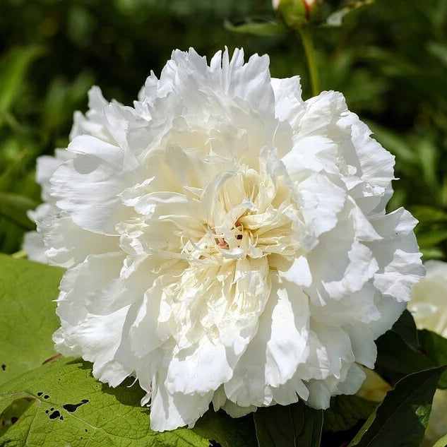 Double Poppy Seeds - Flower Plant