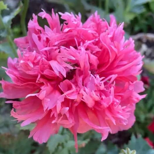 Double Poppy Seeds - Flower Plant