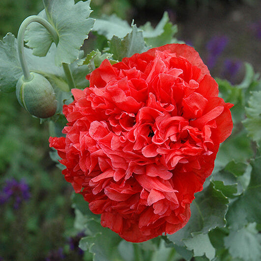Double Poppy Seeds - Flower Plant