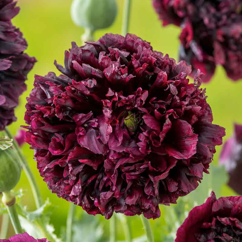 Double Poppy Seeds - Flower Plant
