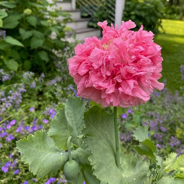 Double Poppy Seeds - Flower Plant