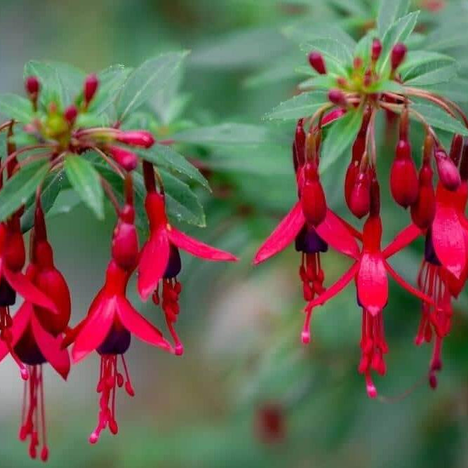 Double Red Fuchsia Seeds
