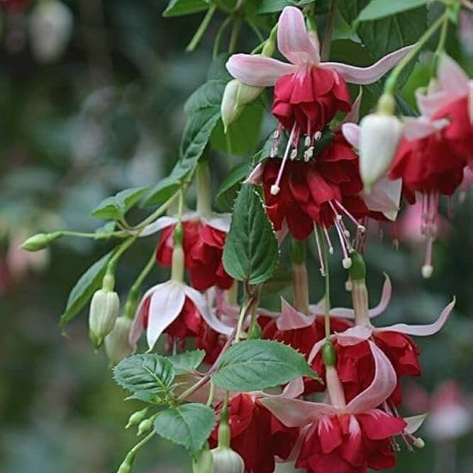 Double Red Fuchsia Seeds