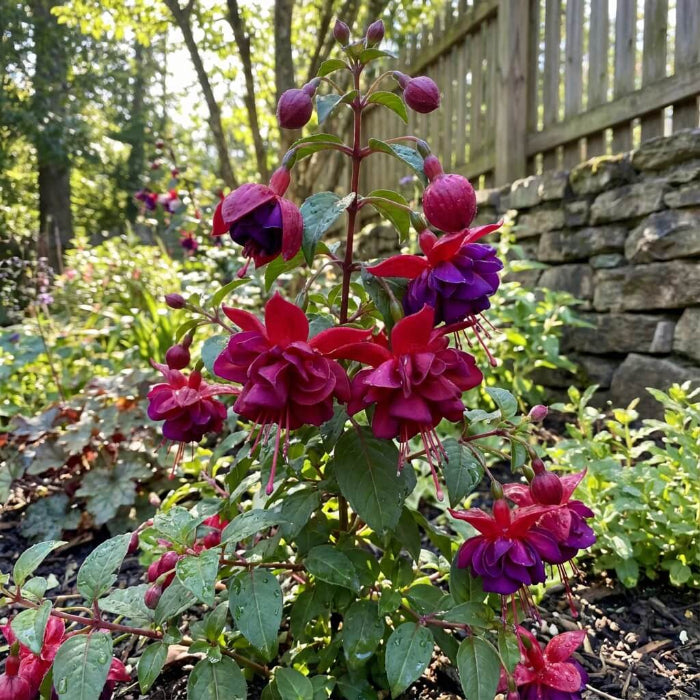 Double Red Fuchsia Seeds
