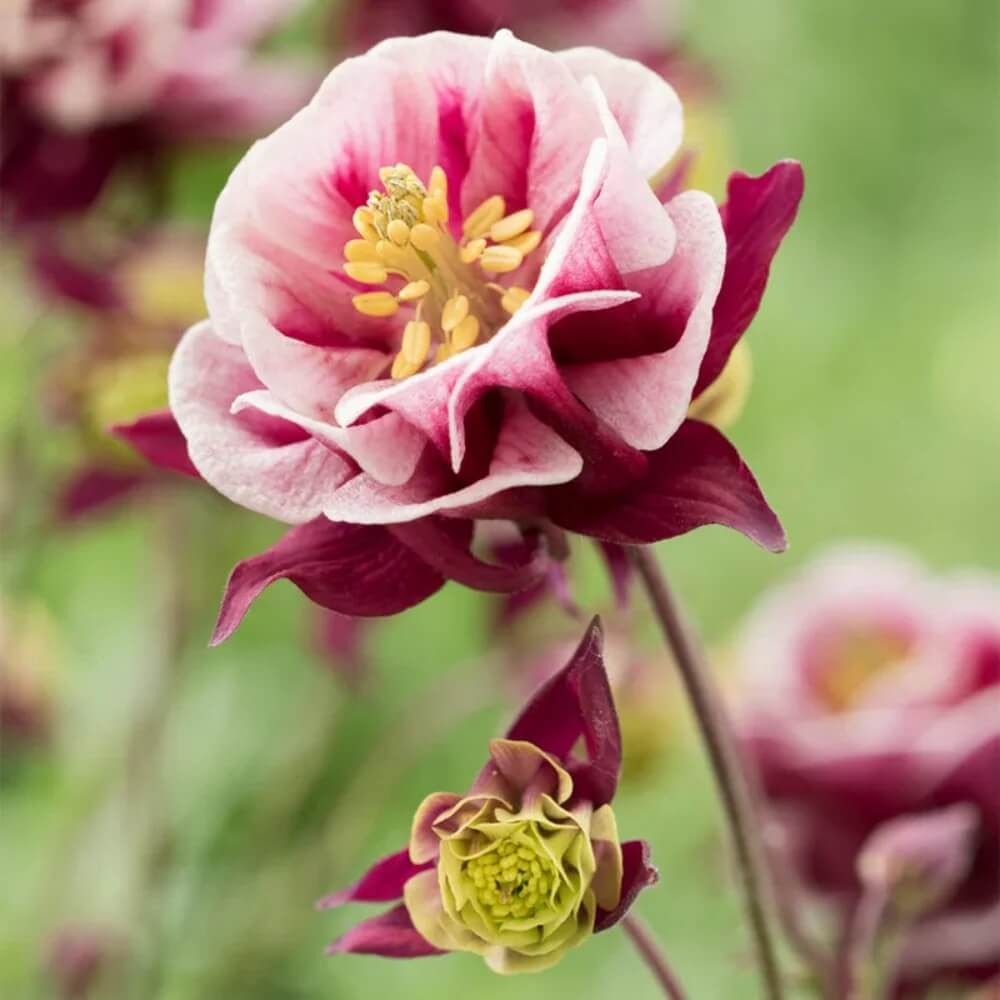 Double Rose Columbine Seeds - Flower Plant