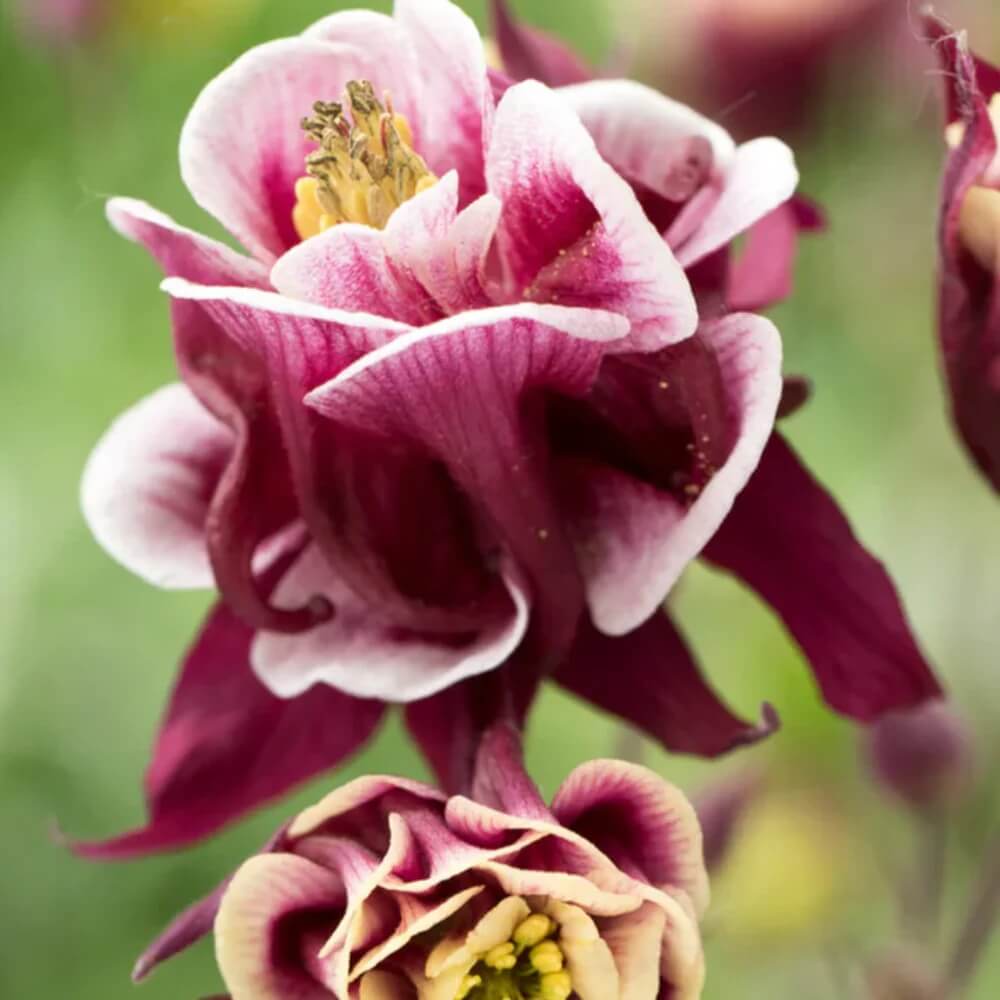 Double Rose Columbine Seeds - Flower Plant