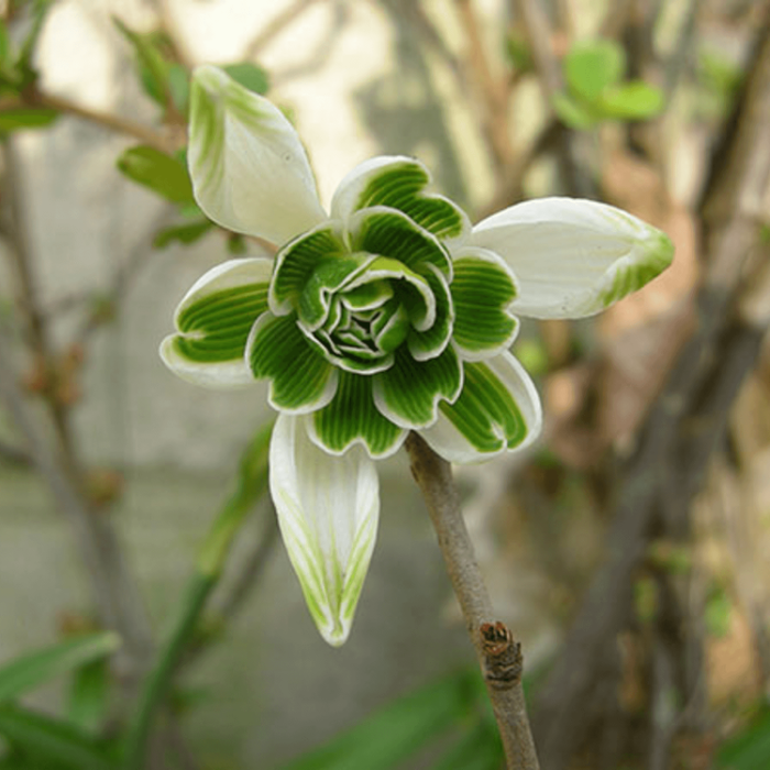 Double Snowdrop Seeds - Flower Plant