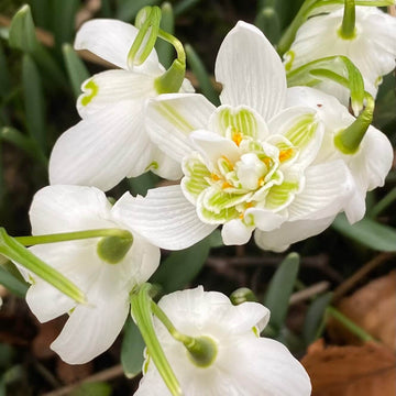 Double Snowdrop Seeds - Flower Plant