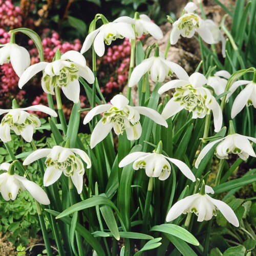 Double Snowdrop Seeds - Flower Plant