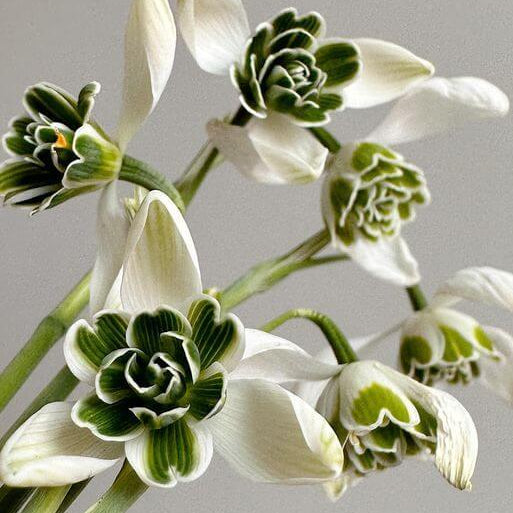 Double Snowdrop Seeds - Flower Plant