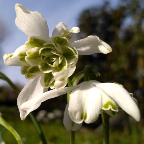 Double Snowdrop Seeds - Flower Plant