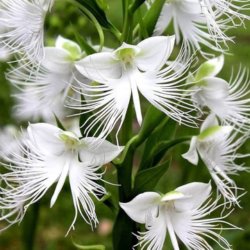 Dove Orchid Seeds – Wildflower Mix, Heirloom
