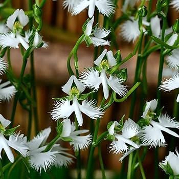 Dove Orchid Seeds – Wildflower Mix, Heirloom
