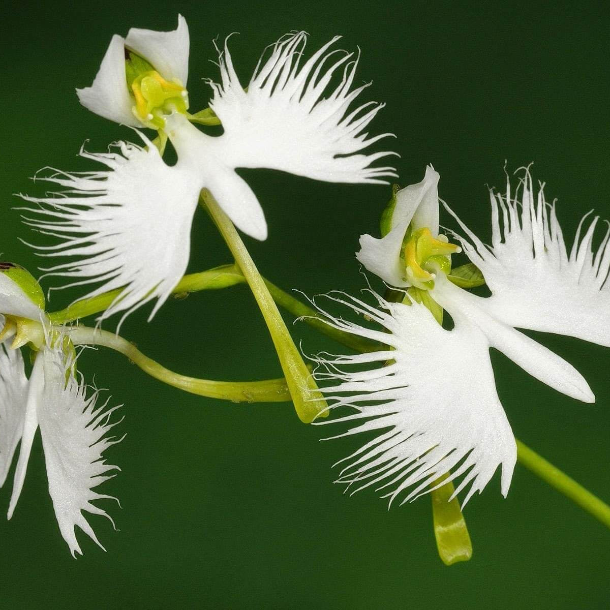 Dove Orchid Seeds – Wildflower Mix, Heirloom
