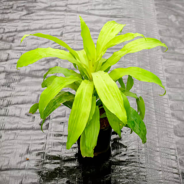 Dracaena Compacta Seeds