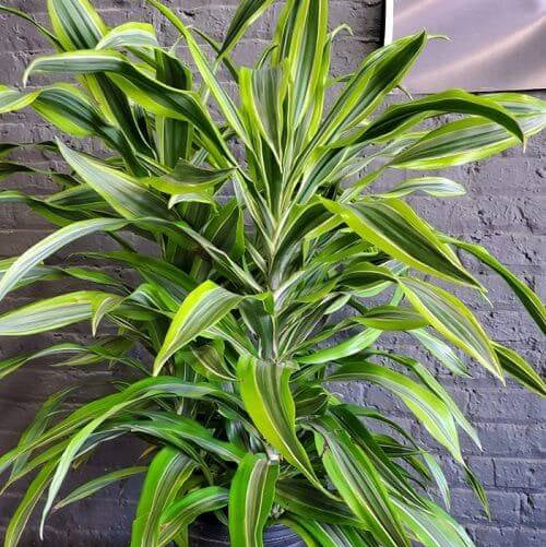 Dracaena Compacta Seeds