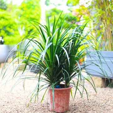 Dracaena Draco Seeds - Flower Plant