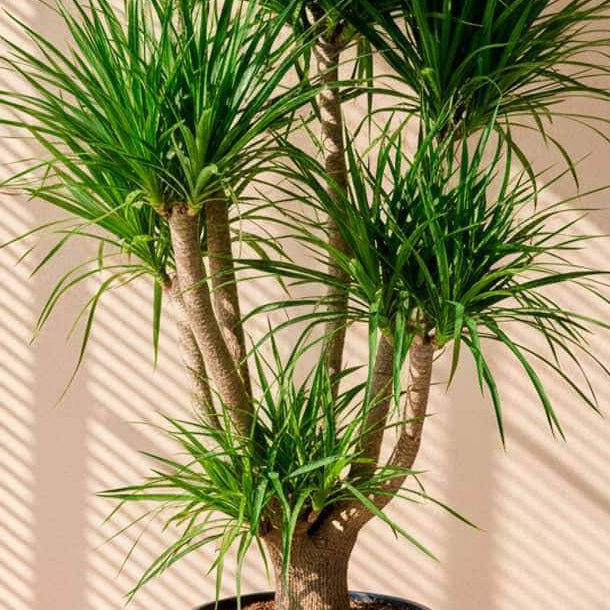 Dracaena Draco Seeds - Flower Plant