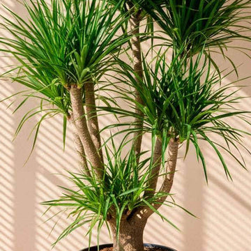 Dracaena Draco Seeds - Flower Plant