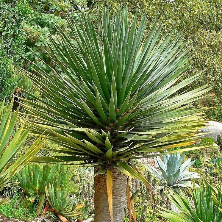 Dracaena Draco Seeds - Flower Plant