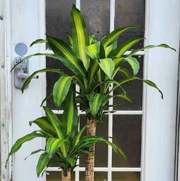 Dracaena Fragrans Seeds