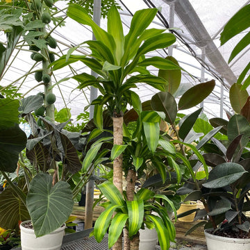 Dracaena Fragrans Seeds