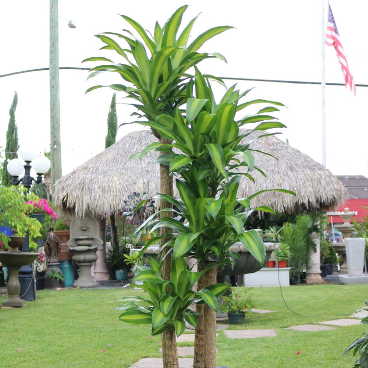 Dracaena Fragrans Seeds