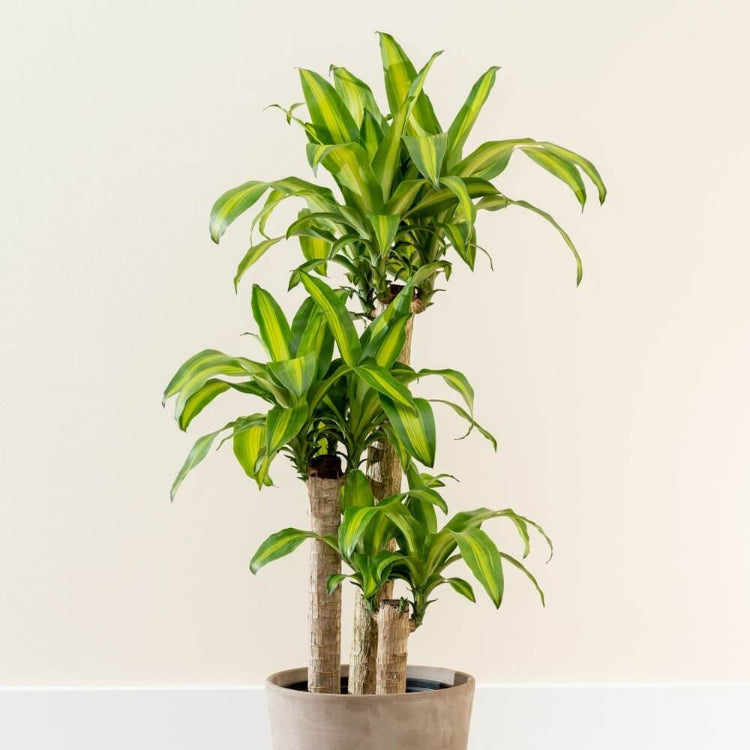 Dracaena Fragrans Seeds