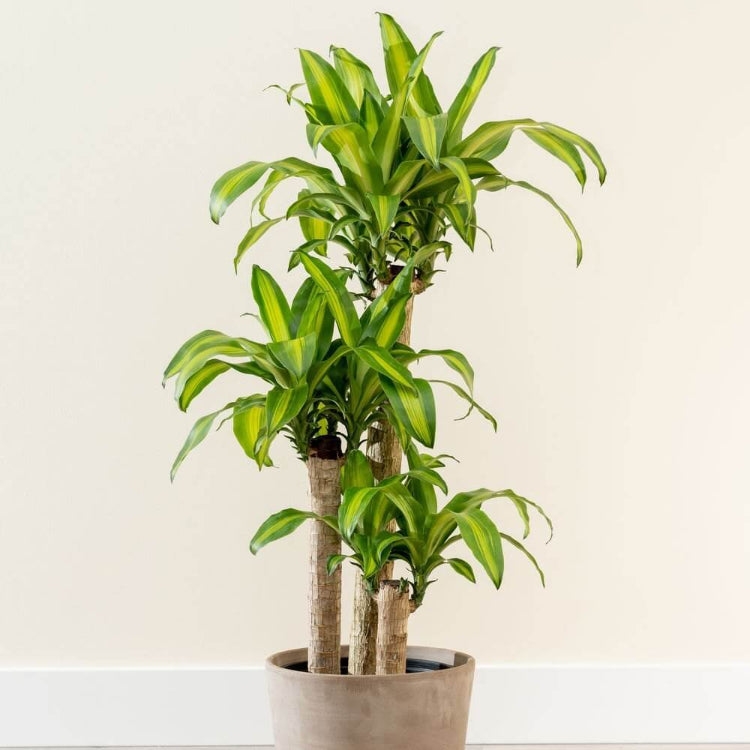Dracaena Lemon Lime Seeds