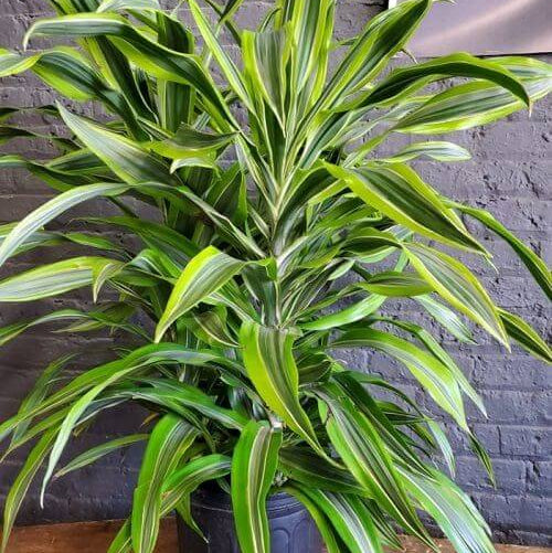 Dracaena Lemon Lime Seeds