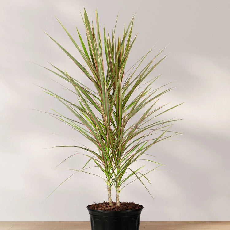 Dracaena Marginata Seeds