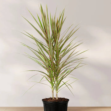 Dracaena Marginata Seeds