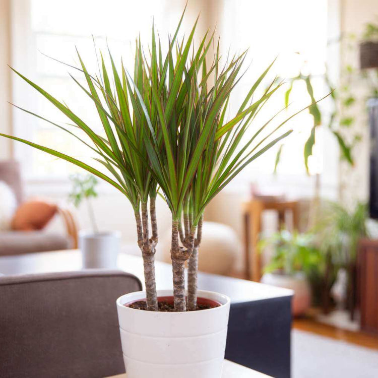 Dracaena Marginata Seeds