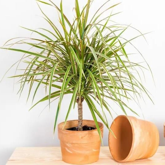 Dracaena Marginata Seeds