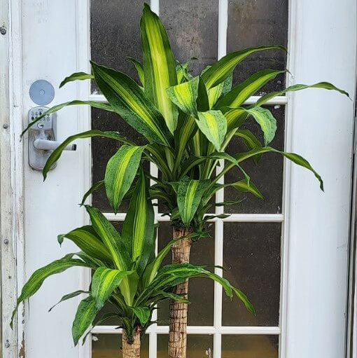 Dracaena Seeds for Planting