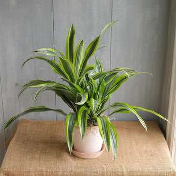 Dracaena Seeds for Planting